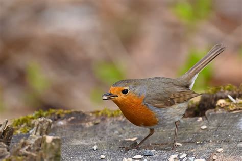 Robin Songbird Bird Free Photo On Pixabay Pixabay