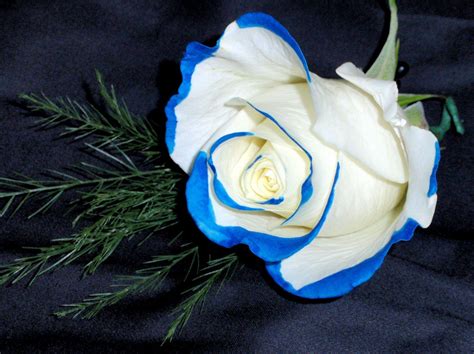 Blue And White Rose Wallpapers Top Free Blue And White Rose