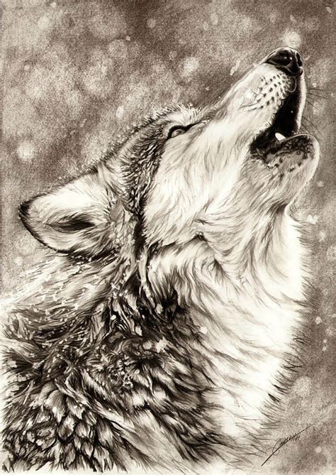 How To Draw A Realistic Wolf Step By Step