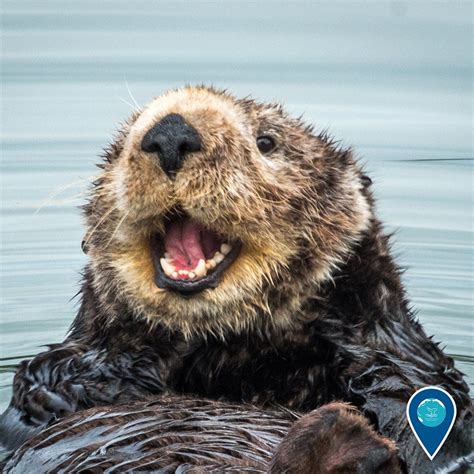 Twitter Sea Otter Otters Yawning Animals