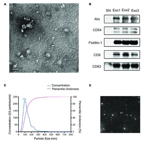 Characteristics Of The Obtained Exosomes From Human Serum In This