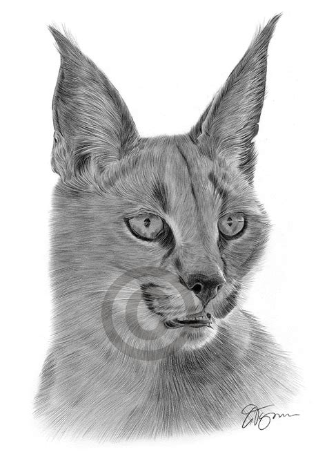 Big Cat Caracal Pencil Drawing Art Print A3 A4 Sizes