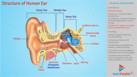 Structure Of Human Ear Sound Class 9 Science Youtube