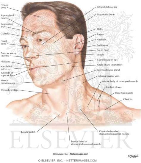 Head And Neck Overview And Surface Anatomy Basicmedic