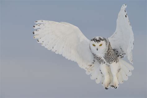 Snowy Owl Bubo Scandiacus