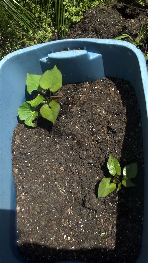 Choose certified seed potatoes, which are disease free. Growing Sweet Potatoes in Containers | Growing vegetables ...