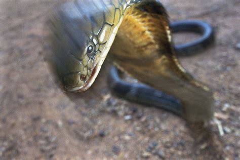 A King Cobra Strikes In Self Defense Photograph By Mattias Klum