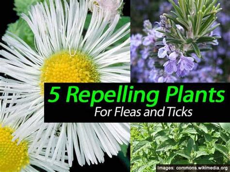 5 Plants That Repel Ticks and Fleas