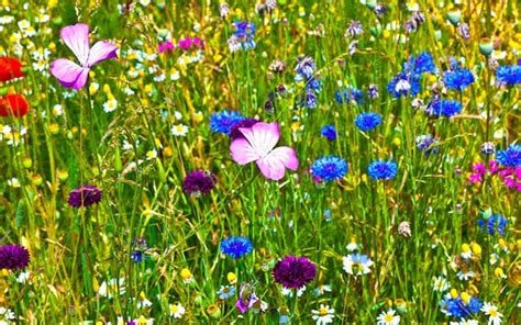 How To Create A Wildflower Meadow In The Garden