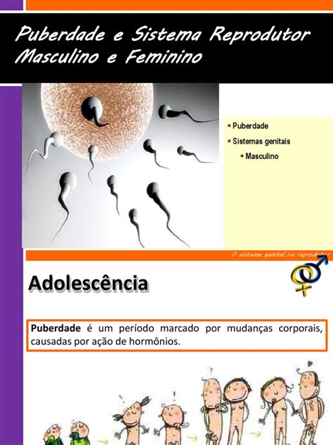 Puberdade Sistemas Reprodutores Masculino E Feminino E Ciclo Menstrual