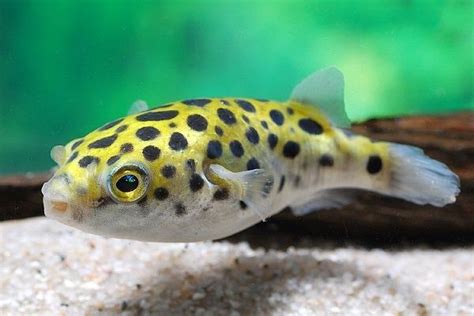 5 Facts About The Poisonous Puffer Fish That Killed People