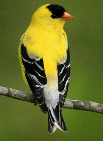 Pin By Ciara On Home In 2020 Finches Bird Colorful Birds Backyard Birds