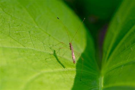 Unknown Flying Insect Bugguidenet