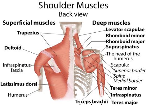 The shoulder has about eight muscles that attach to the scapula, humerus, and clavicle. Scapula Anatomy Muscles - Anatomy Diagram Book