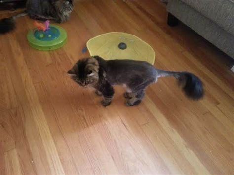 Find out more about its causes and possible treatments. How long does it take for a cat's hair to grow back? - Quora