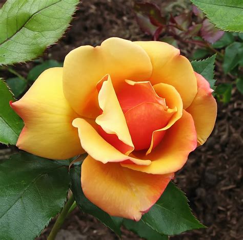 2415 Tea Rose This Beautiful Rose Taken At Wisley Rhs Gard