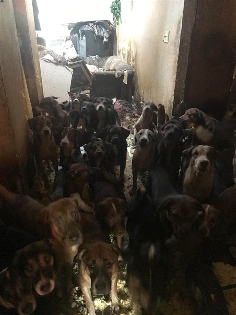 We Rescued 50 Dogs From A South Fulton Hoarding Case Tonight Now We