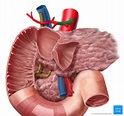 Common hepatic artery: Anatomy, branches, supply | Kenhub