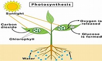 Photosynthesis in Higher Plants: Processes, Light Reaction, C4 pathway ...