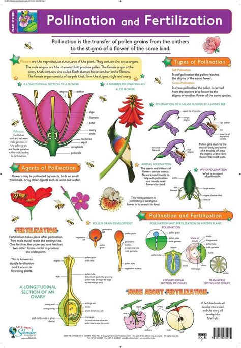 Chart Pollination And Fertilization Biology Plants Plant Science Teaching Biology