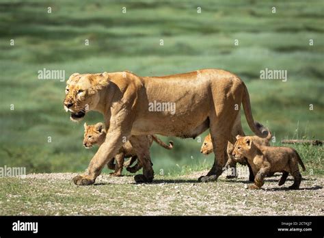Mother Lioness And Her Small Baby Lions Walking Together In Ngorongoro