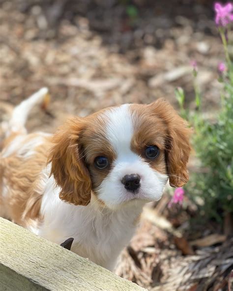 Cavalier King Charles Spaniel Puppies For Sale Melbourne Vic
