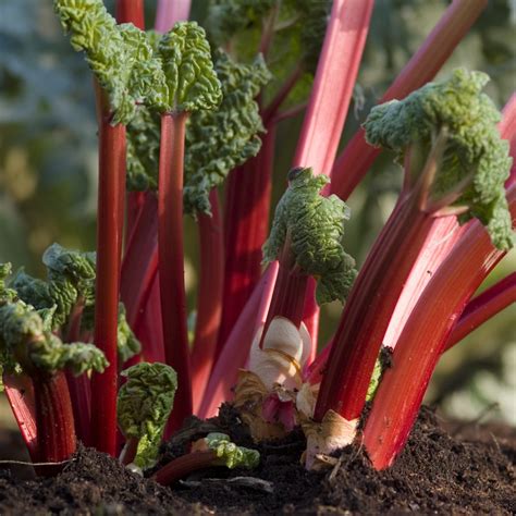 25 Nice Looking Rhubarb Companion Plants Inspiratif Design