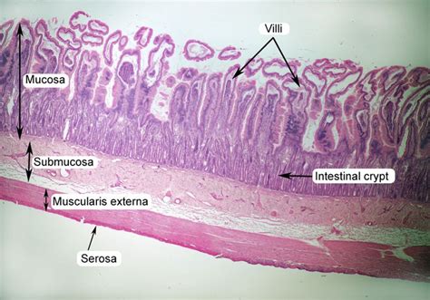 Small Intestine Histology Labeled Human Anatomy And Physiology