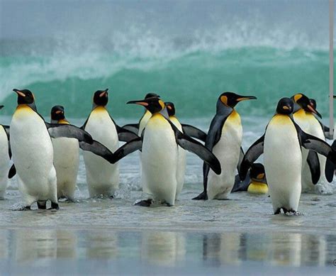 Bekijk meer ideeën over schattig, dieren, schattige dieren. Konings pinguïns | Pinguïns, Schattige dieren, Schattig