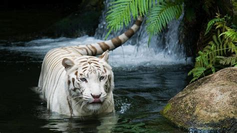 Este sitio es la mejor opción para ver tigre blanco online, aqui también podras descargar tigre blanco con la mejor calidad hd1080p, tigre blanco online en español latino y. Jaguar Blanco - Tigre Blanco - 03 - Fondos de Pantalla HD ...