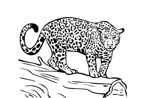 Los Mejores Dibujos De Jaguares Para Colorear ☀️