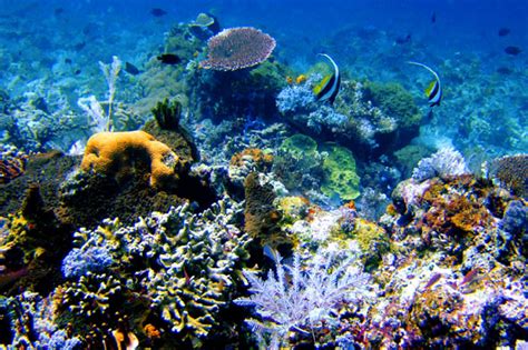 Hikkaduwa Coral Reef Sri Lanka Marine Reserve