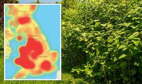 Garden Warning Britons Struggle To Spot Japanese Knotweed How To Identify Problem Plant