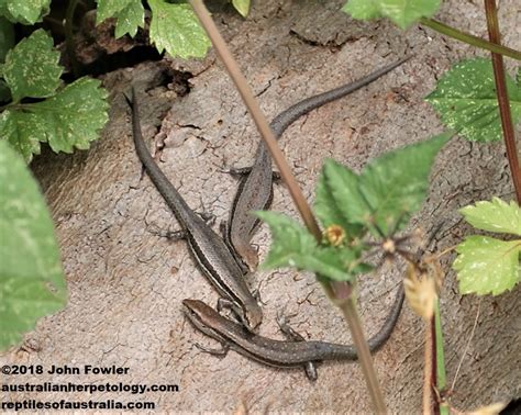 Common Grass Skink Lampropholis Guichenoti