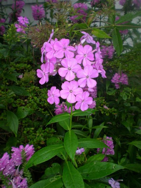 Jarvis House: Deep Purple Flowering Shrubs in September at the Jarvis Garden