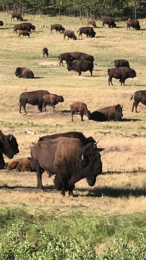 Custer State Parks Annual Buffalo Roundup An Honest Review And