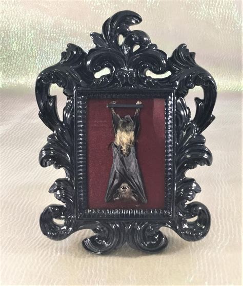 R37 Taxidermy Real Hanging Fruit Bat Frame Display Gothic Etsy