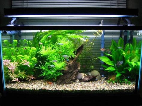 Nah buat yang ukuran aquascape nya 50cm kebawah, kalian bisa menggunakan filter hangon. 40 gallon | 40 gallon aquarium, Community tanks, Fish tank