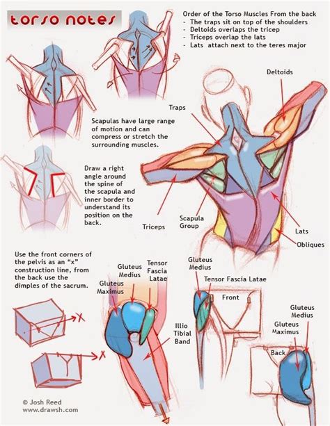 Anatoref — Torso Anatomy Tutorial By Josh Reed Human Anatomy Drawing Anatomy Drawing Anatomy