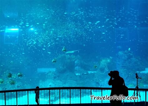 Marine Life Park Worlds Largest Oceanarium Rwsentosa