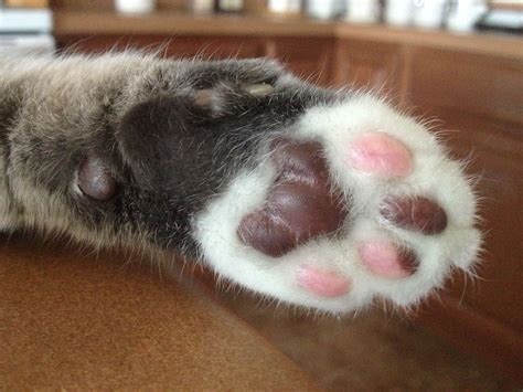 Kitty Cat Feet Are So Sweet Neapolitan Ice Cream Colors Old Cats Paws And Claws Cat Paws