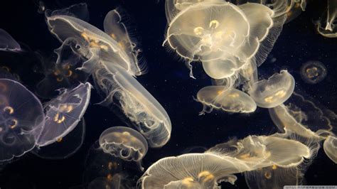 Wallpaper Sea Water Underwater Jellyfish Medusa Macro