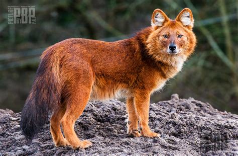 Fox And Wolf Hybrid Images And Pictures Becuo