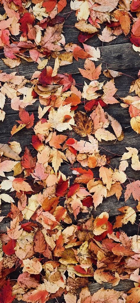 Fall Iphone Wallpaper Kolpaper Awesome Free Hd Wallpapers