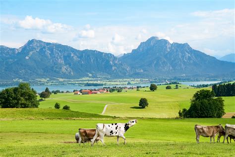 Free Images Switzerland Grassland Pasture Natural Landscape Dairy