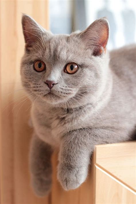 British Shorthair Cat Breed Informationpictures And Health