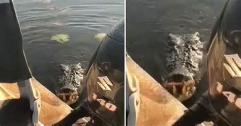 Video Footage Shows A Massive Crocodile Lunges Out Of The Water And