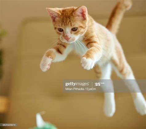 Low Angle View Of Cats Jumping At Home Cat Quotes Funny Cat Jump