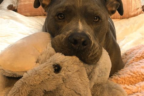 The Misunderstood And Complicated History Of Pit Bulls Critterfacts