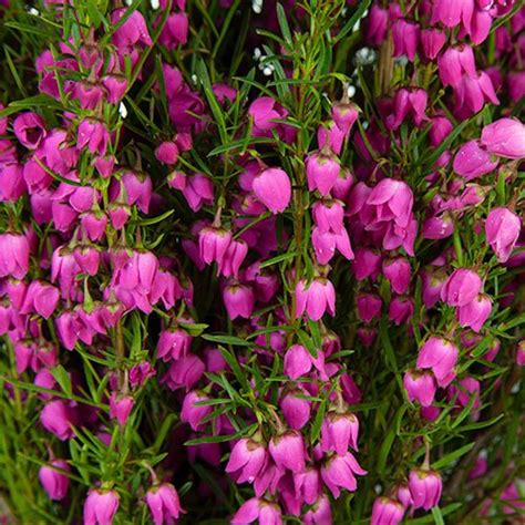 Boronia Heather Flower Bright Pink